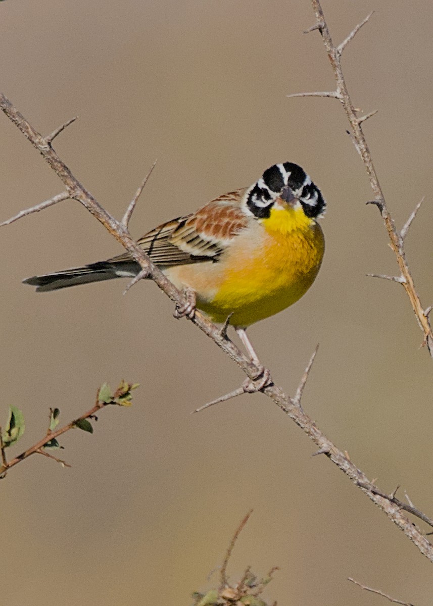 Escribano Pechidorado - ML646337543