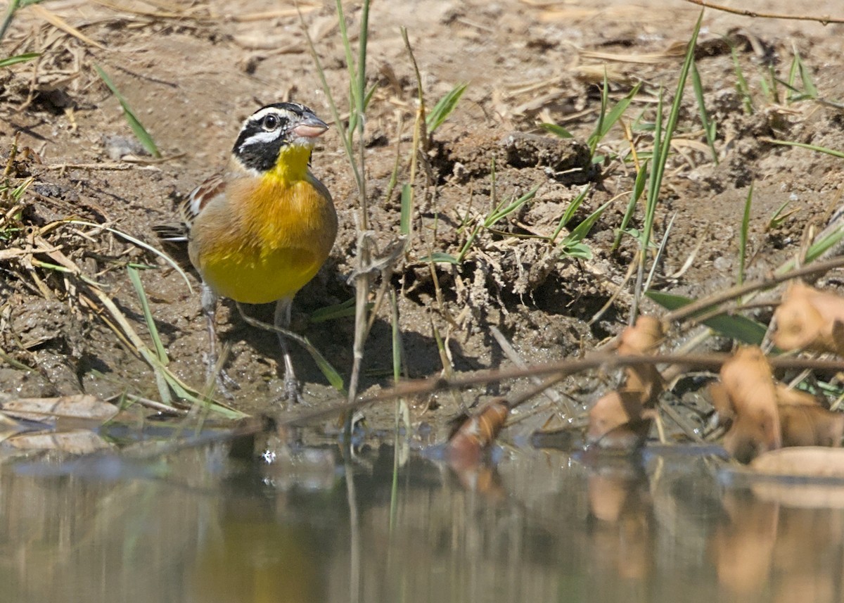 Escribano Pechidorado - ML646337544