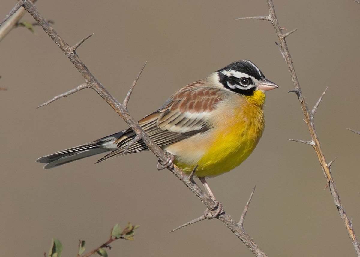 Escribano Pechidorado - ML646337545