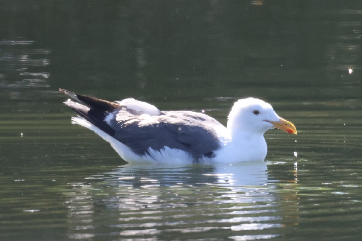 Gaviota Occidental - ML646337546