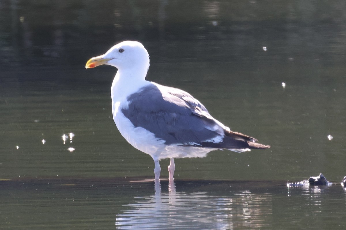 Gaviota Occidental - ML646337547
