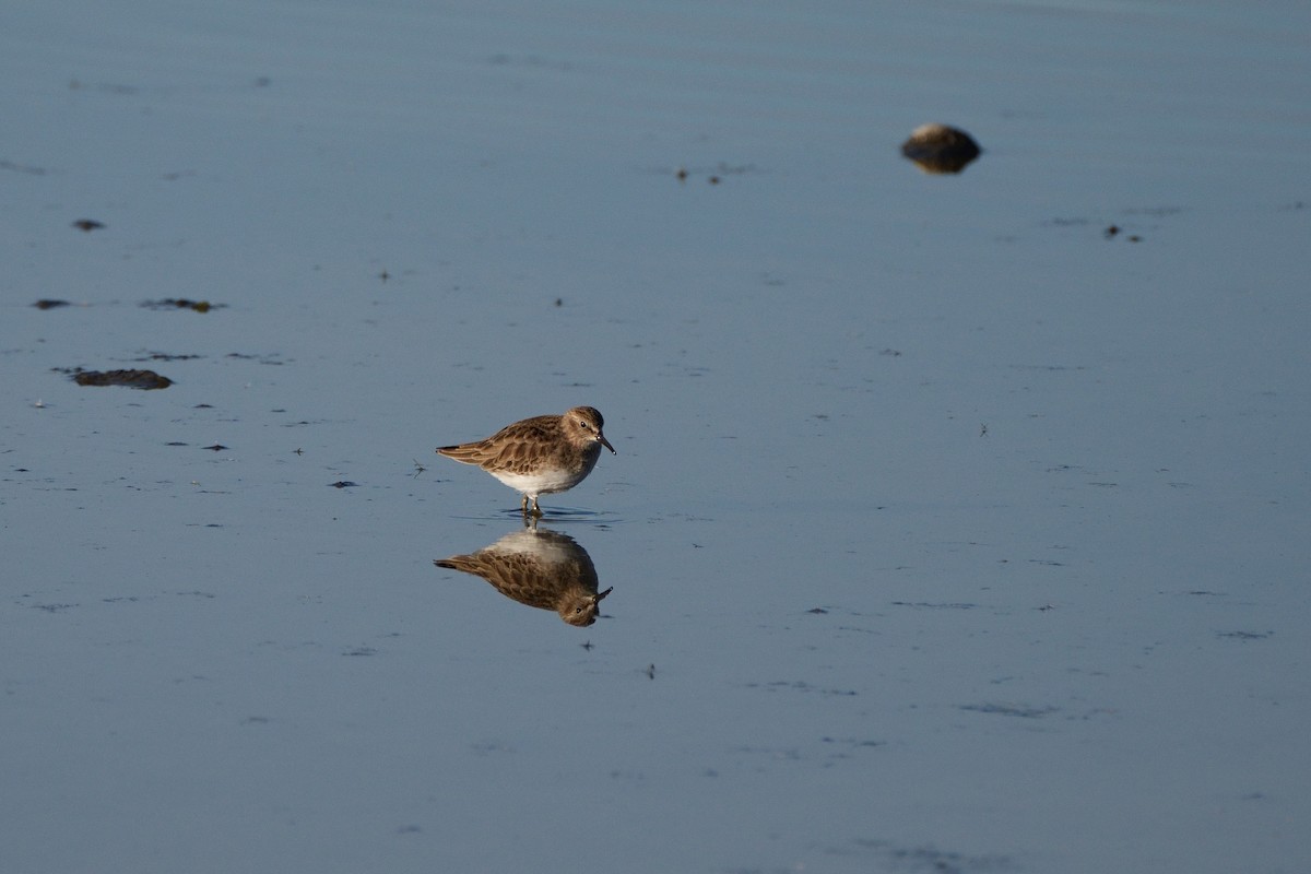 Correlimos Menudillo - ML646337548