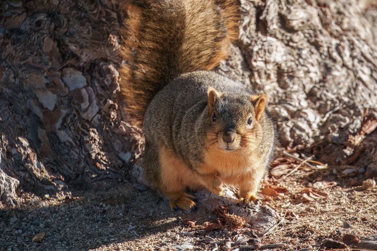 Лисья белка - ML646337549