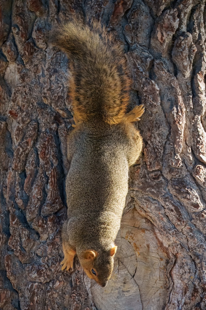 Лисья белка - ML646337550