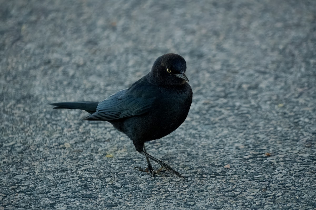 Пастбищный трупиал - ML646337551