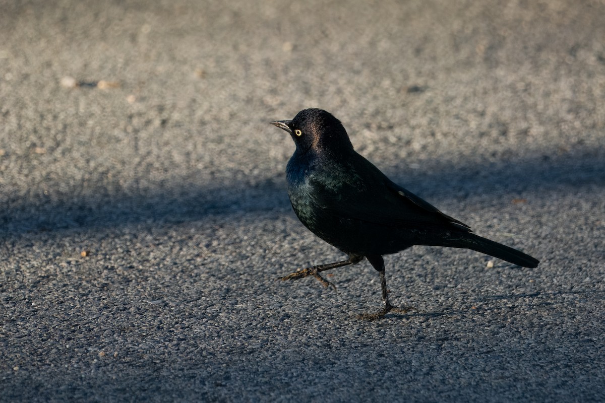 Пастбищный трупиал - ML646337552