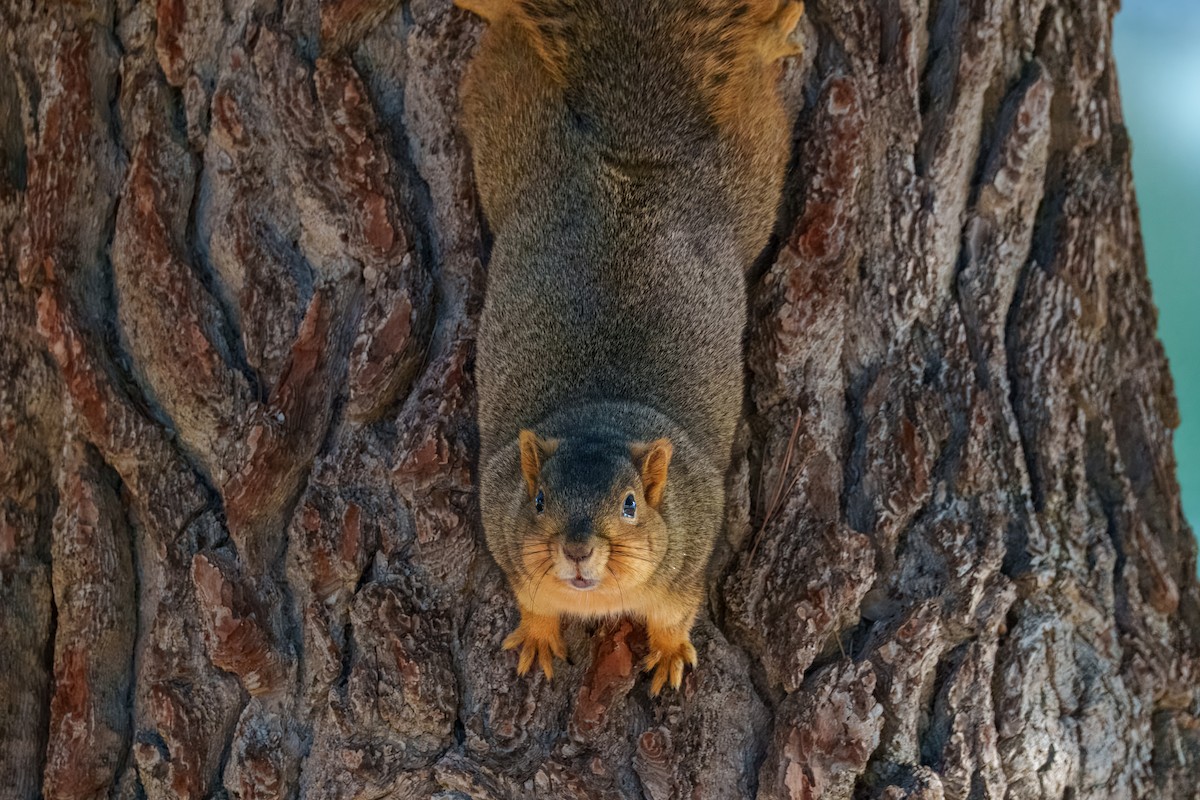 Лисья белка - ML646337554