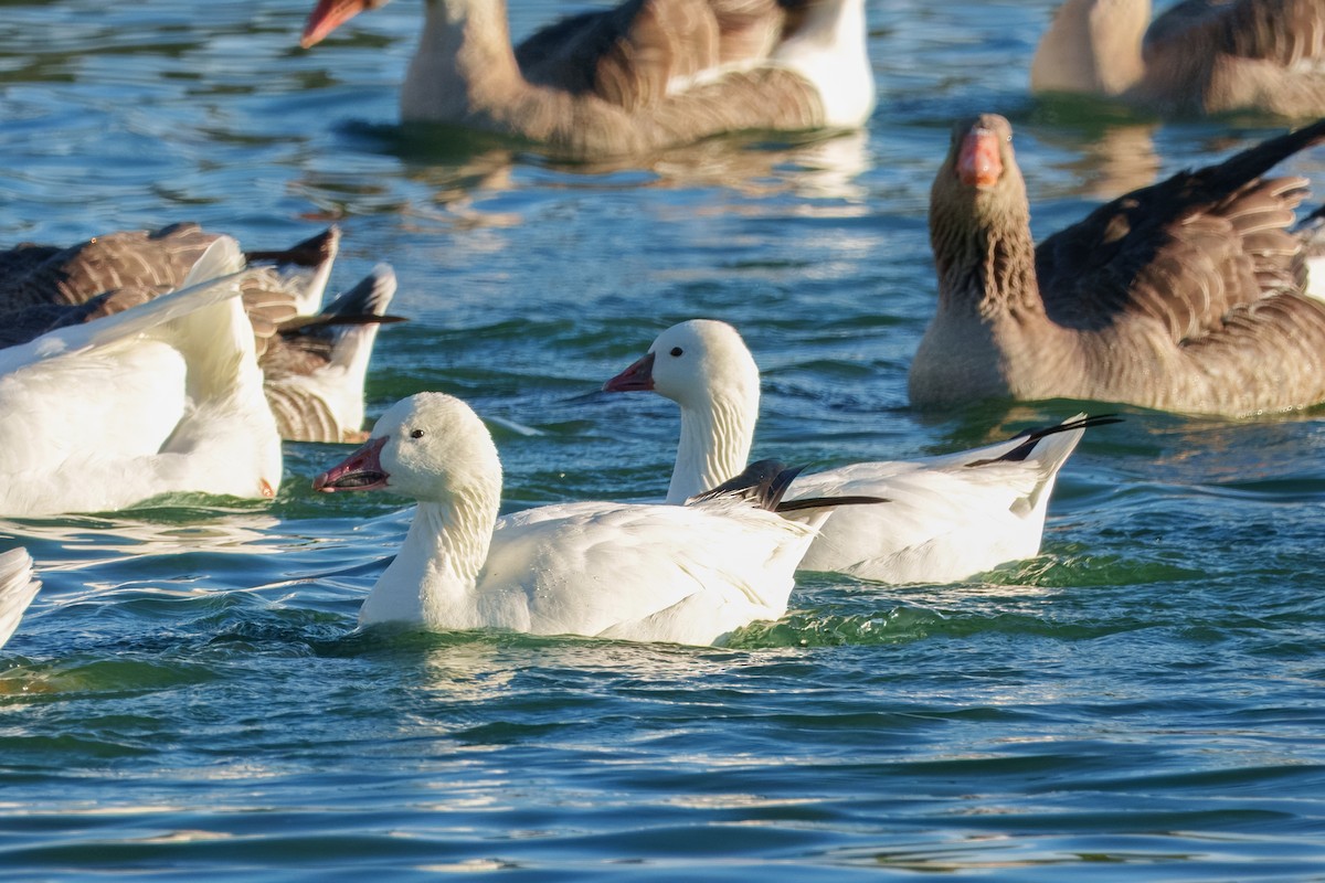 Белый гусь - ML646337557