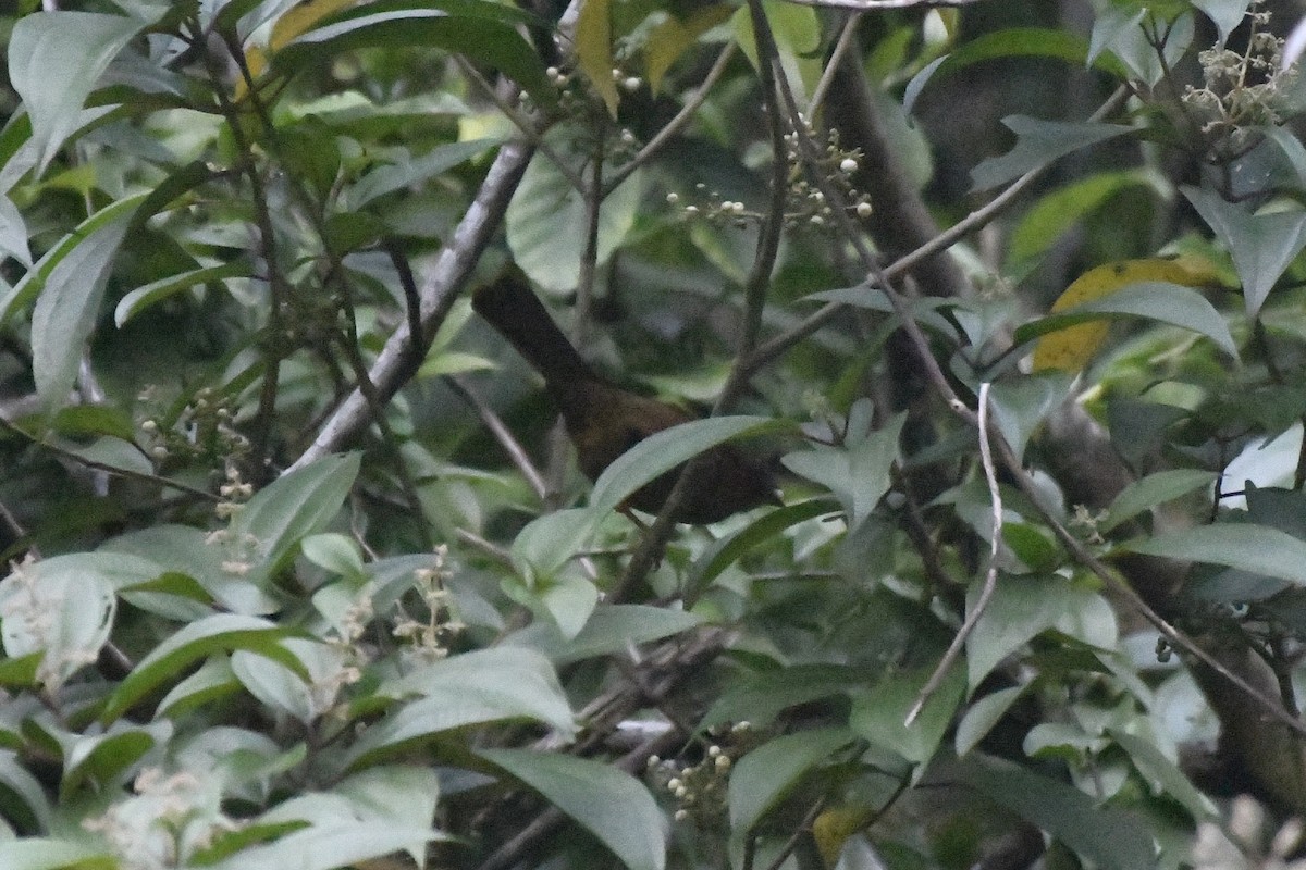 Red-throated Ant-Tanager (Salvin's) - ML646337559