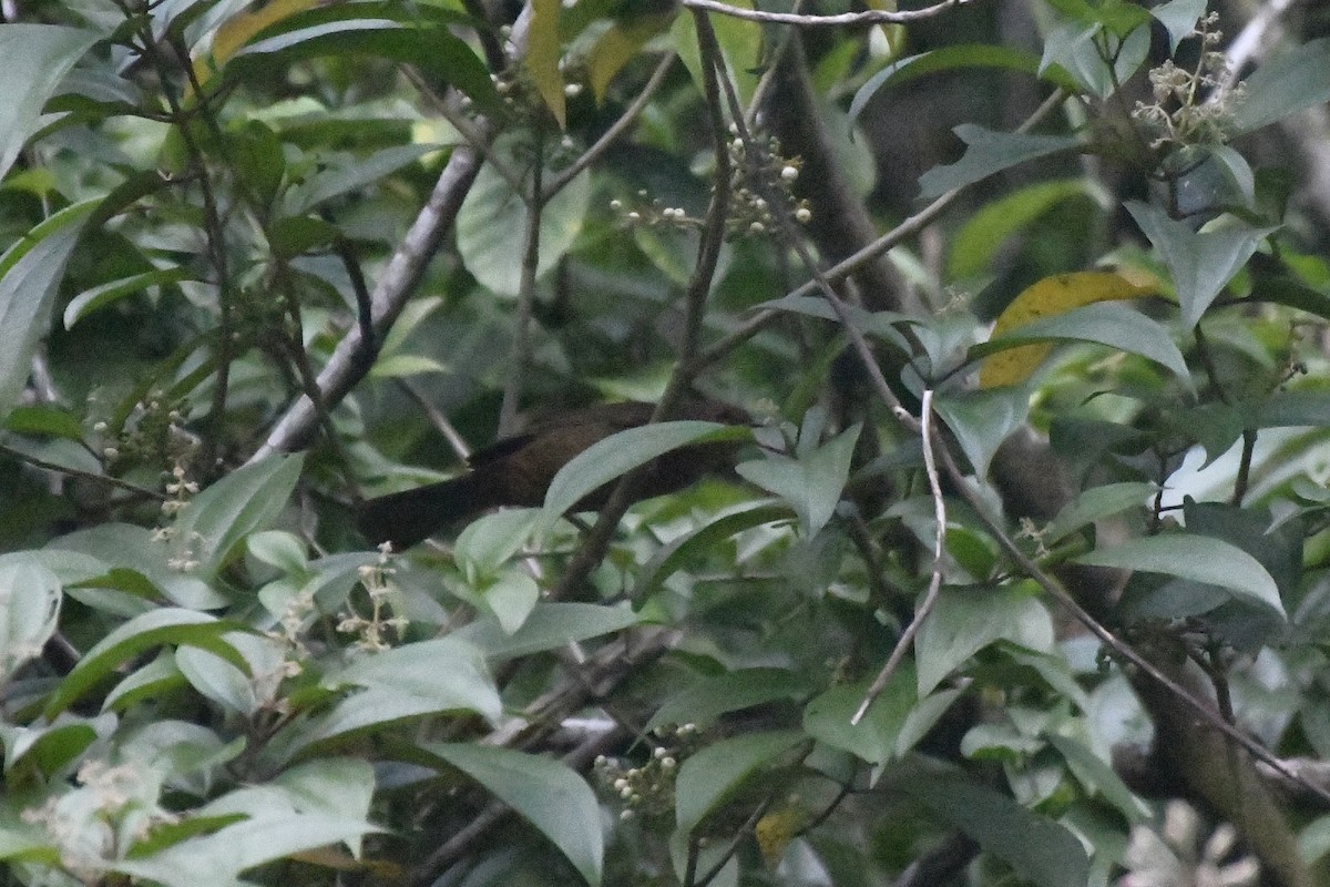 Red-throated Ant-Tanager (Salvin's) - ML646337560