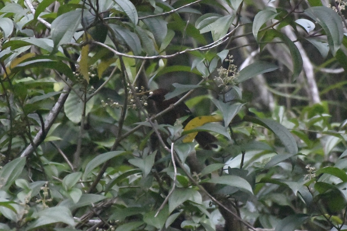Red-throated Ant-Tanager (Salvin's) - ML646337561