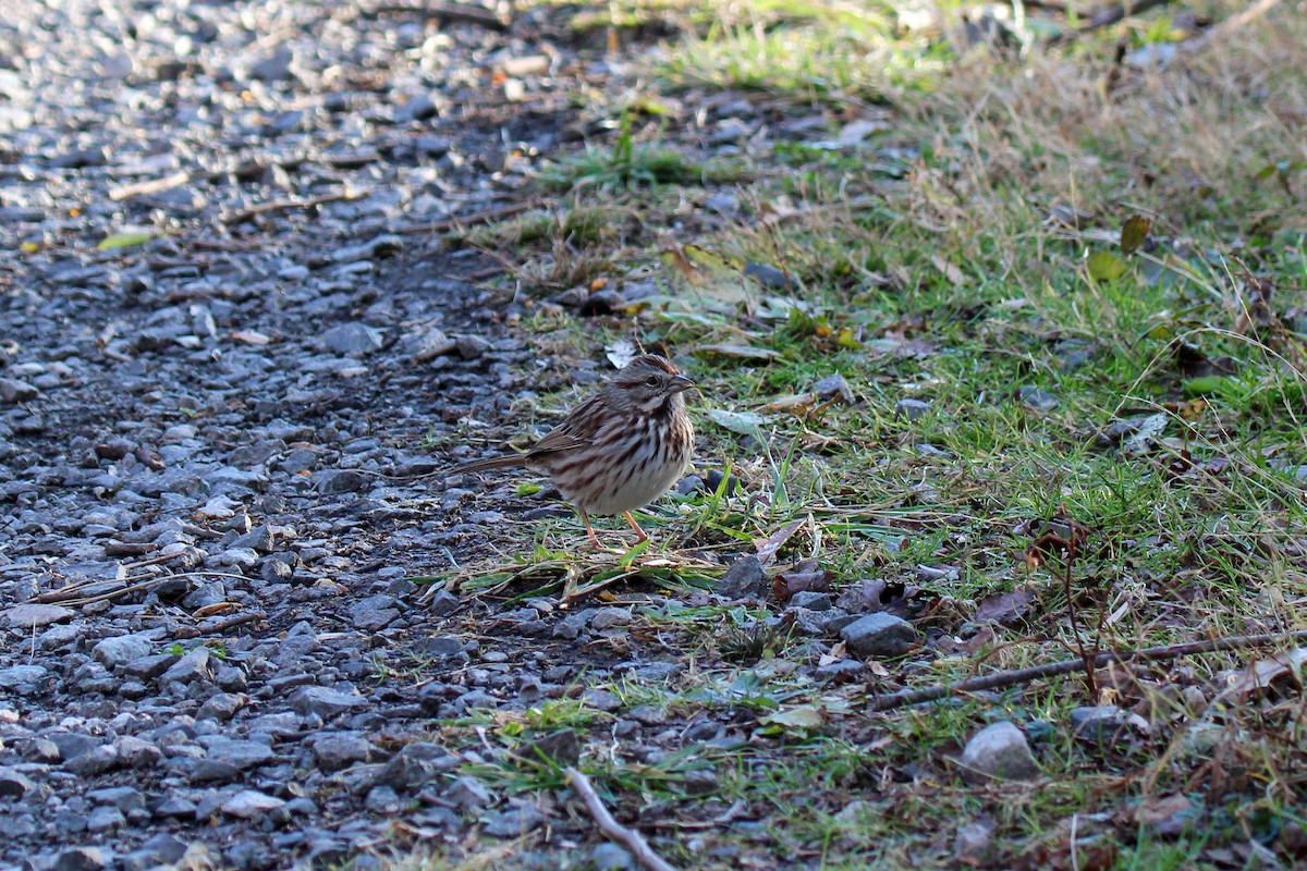 sangspurv - ML646337564