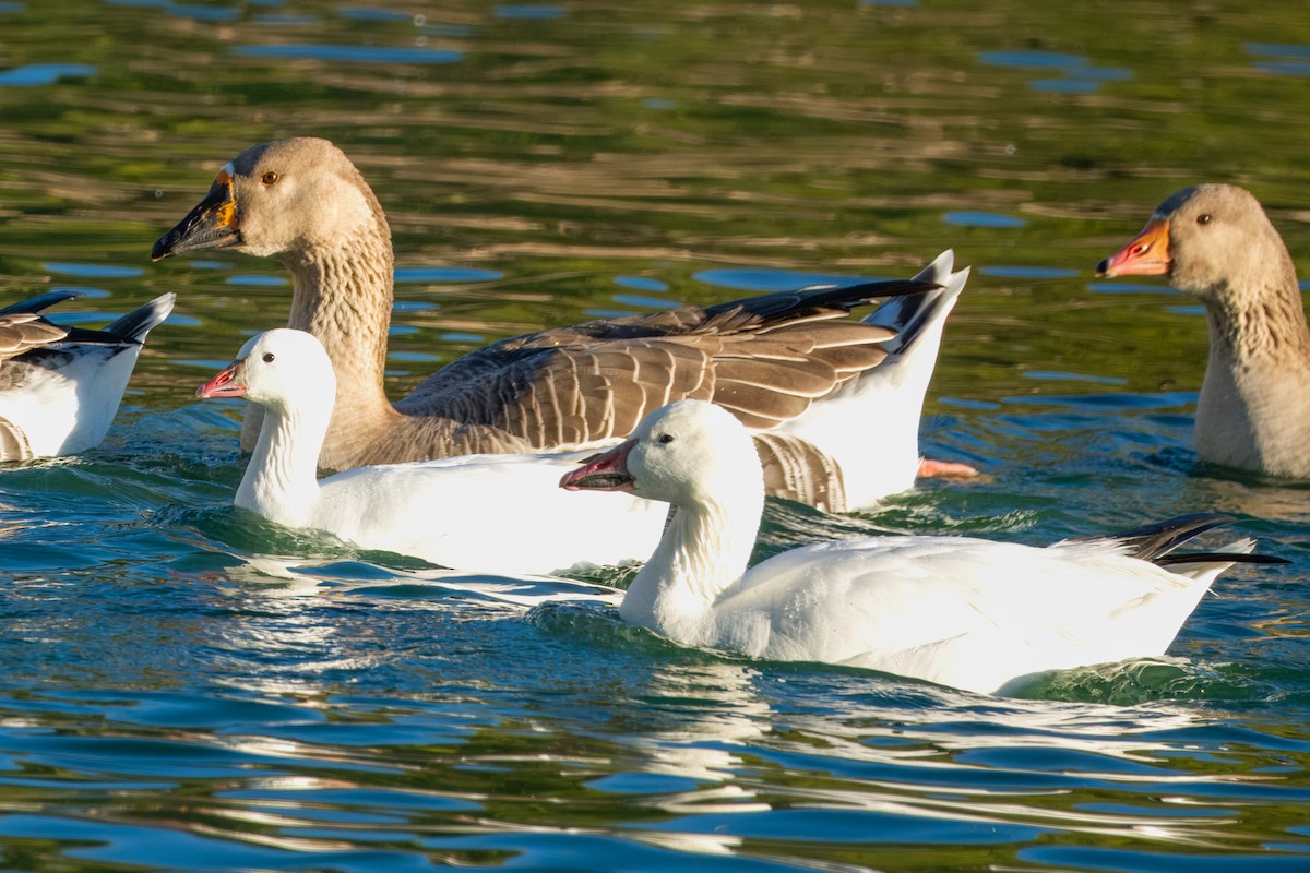 eskimogås - ML646337565