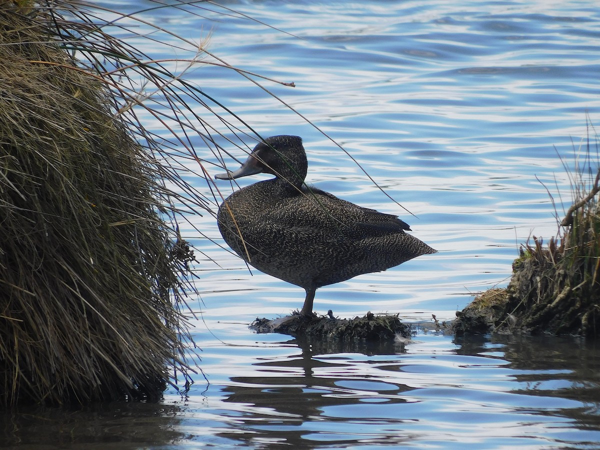 fregneand - ML646337566