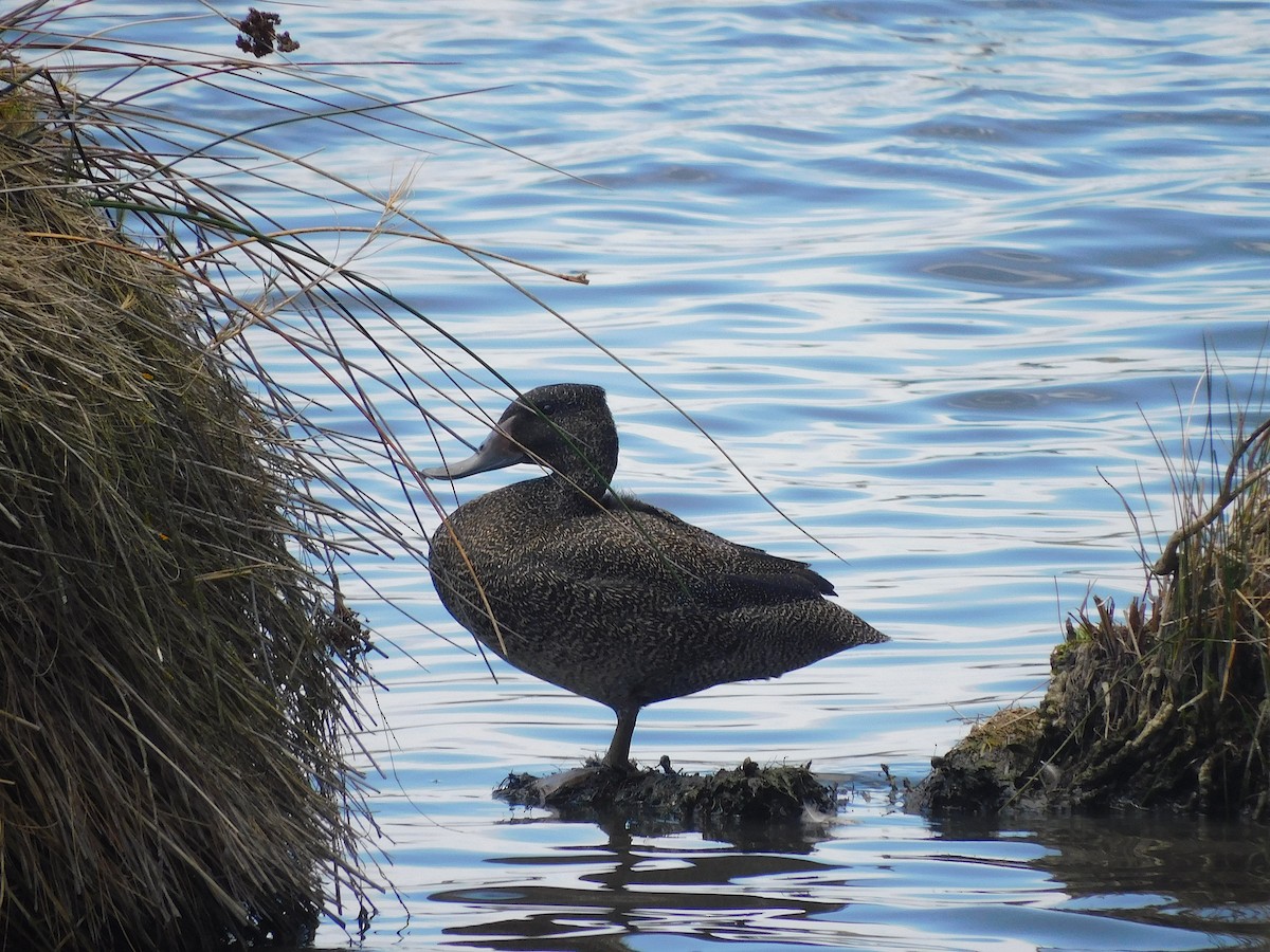 fregneand - ML646337567