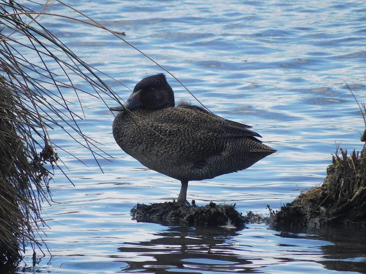 fregneand - ML646337568