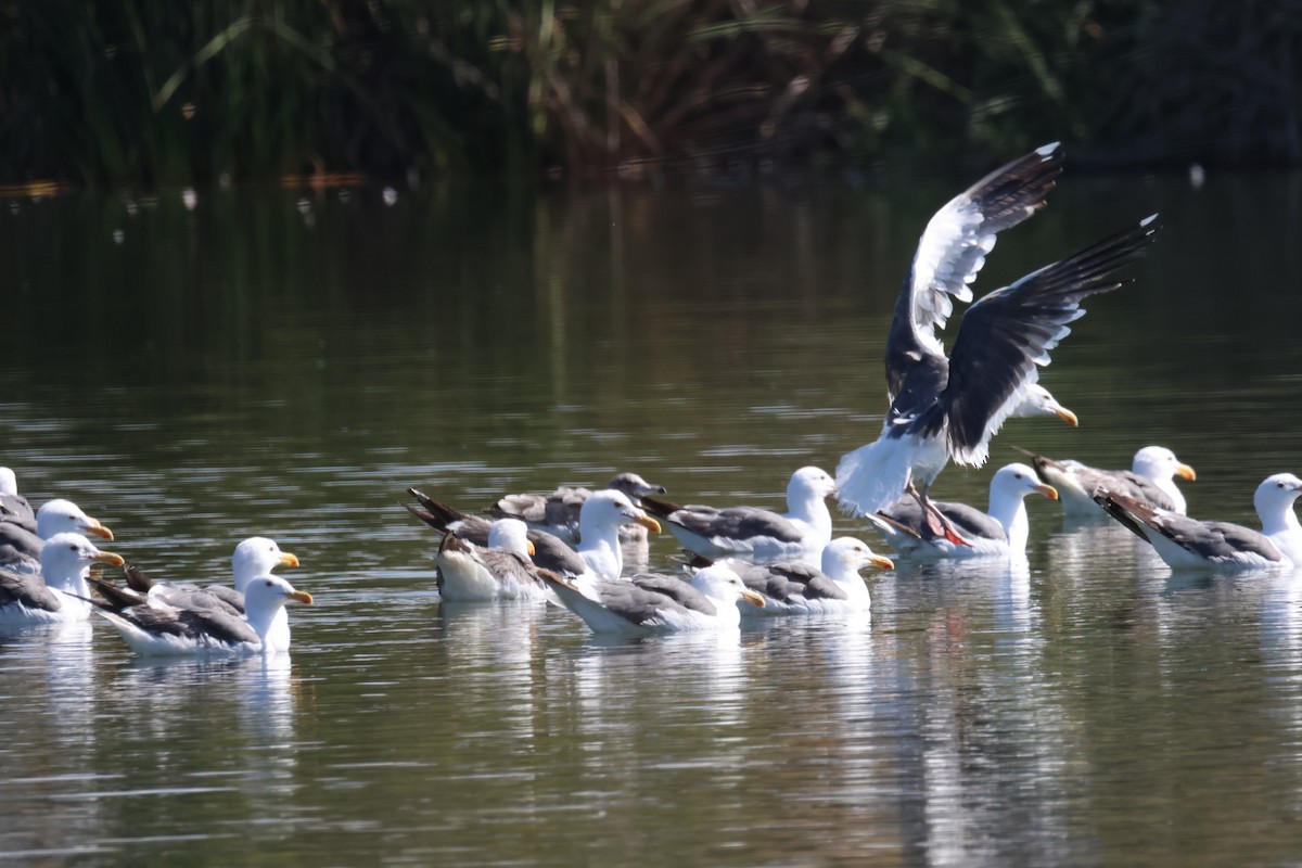 kaliforniasvartbak - ML646337569