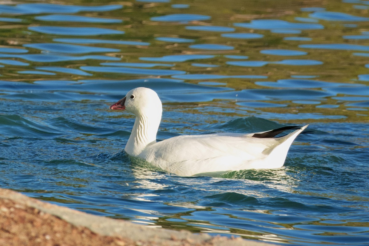 eskimogås - ML646337570