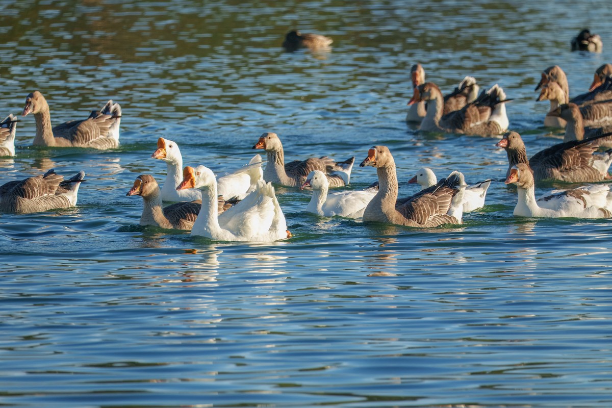 tamgås (domestisert Anser sp.) - ML646337571