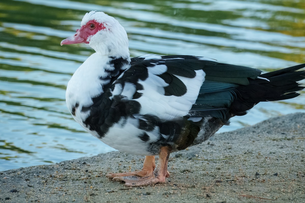 moskusand (domestisert knoppand) - ML646337573