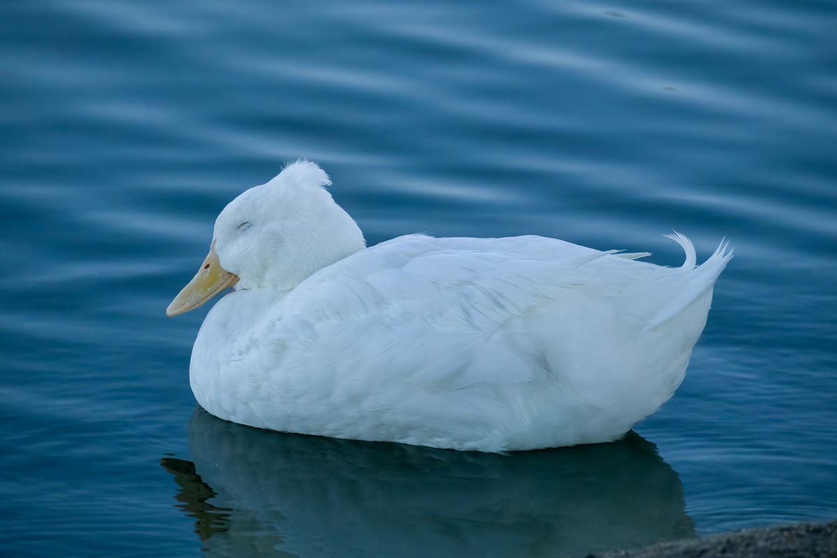 stokkand (domestisert) - ML646337574