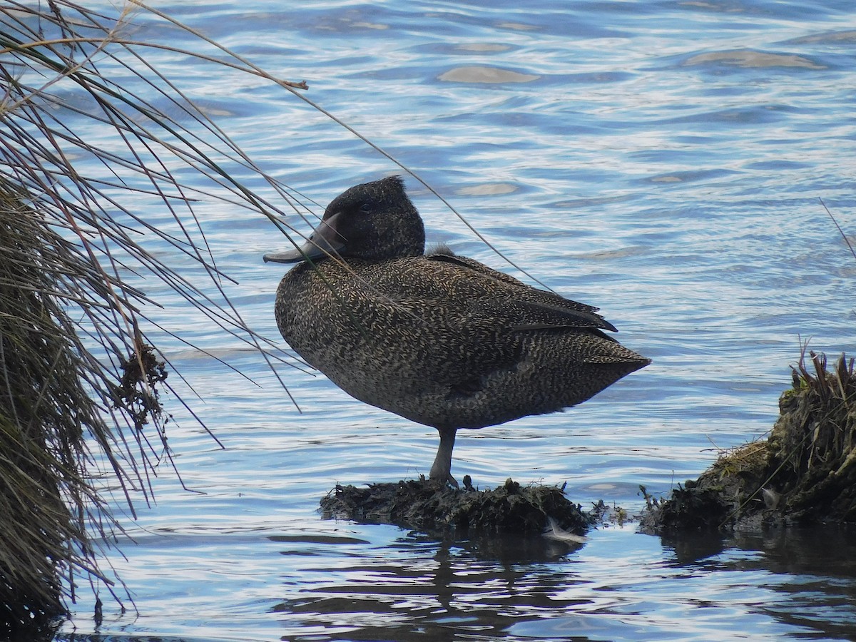 fregneand - ML646337575