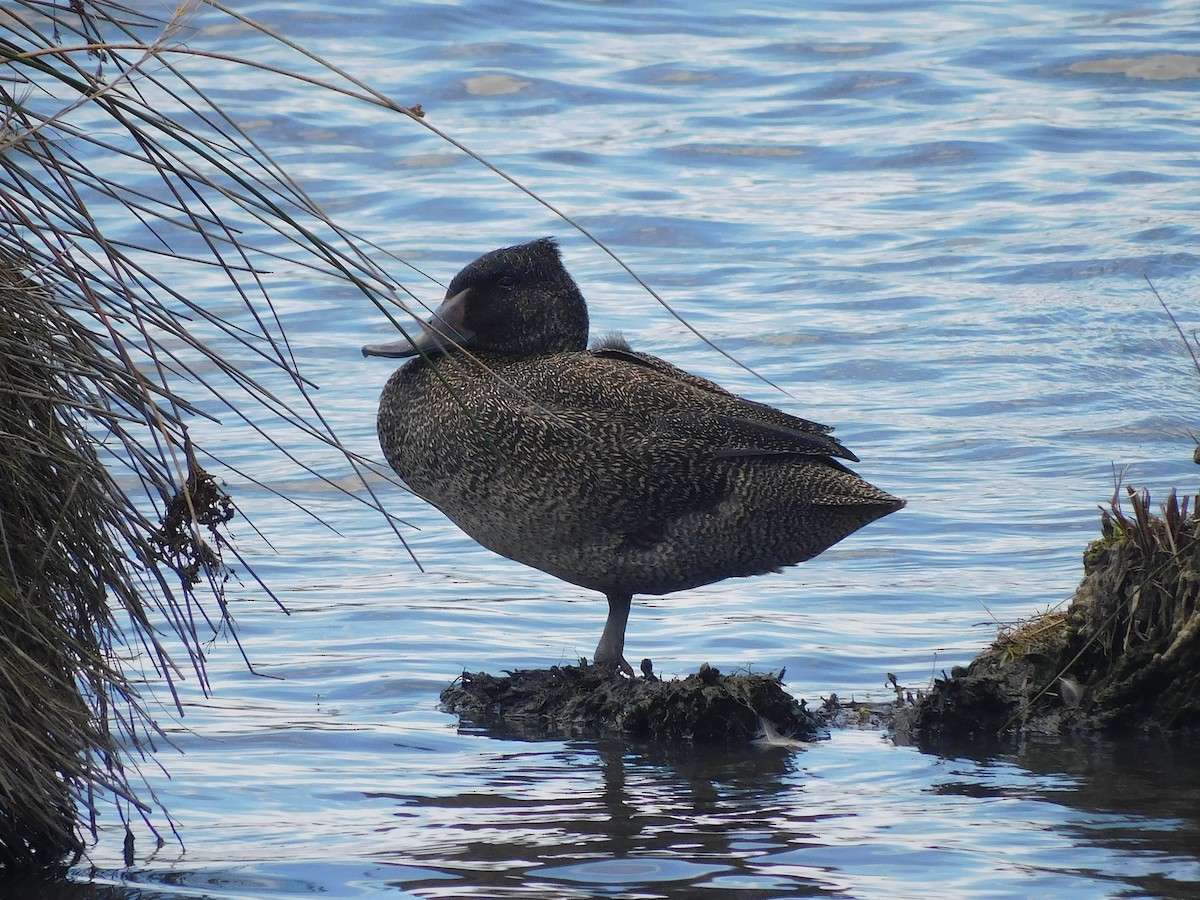 fregneand - ML646337576