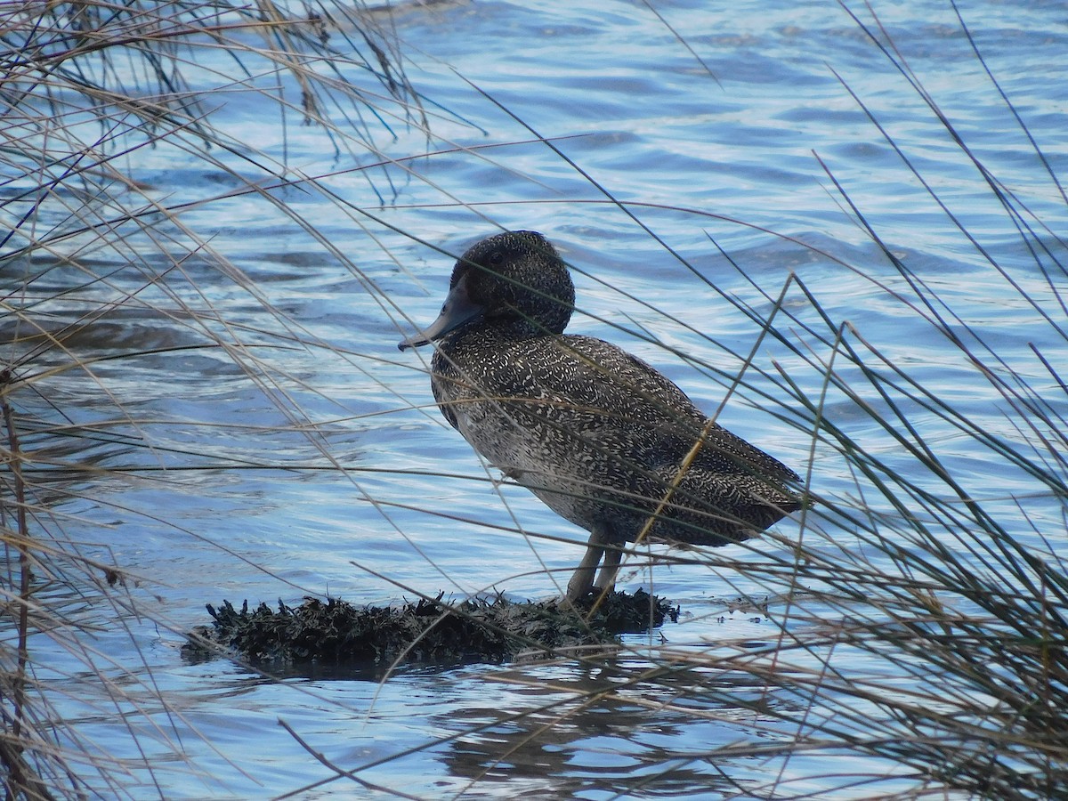 fregneand - ML646337577