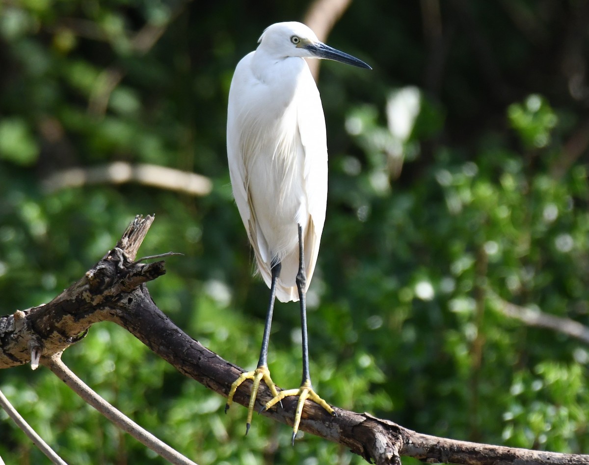 silkehegre - ML646337579