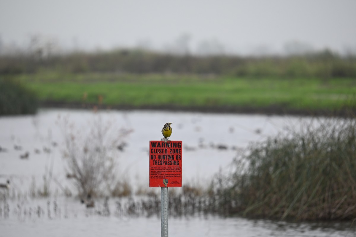 prærielerketrupial - ML646337580