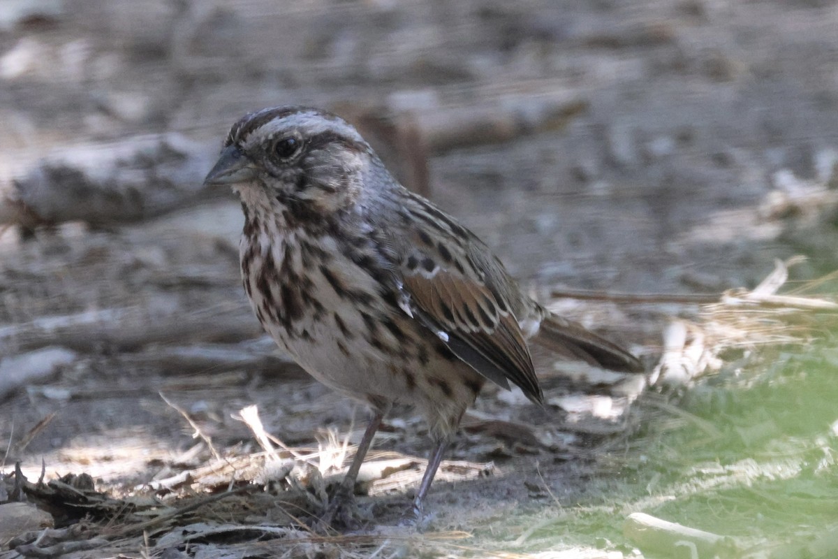 sangspurv - ML646337581