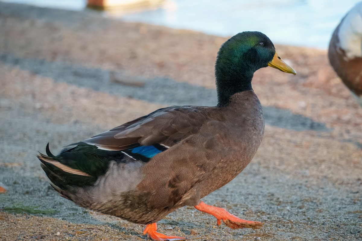 stokkand (domestisert) - ML646337582