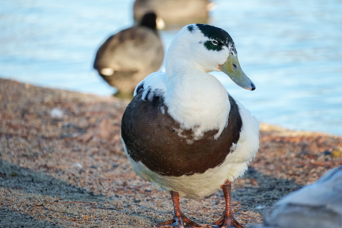 stokkand (domestisert) - ML646337583