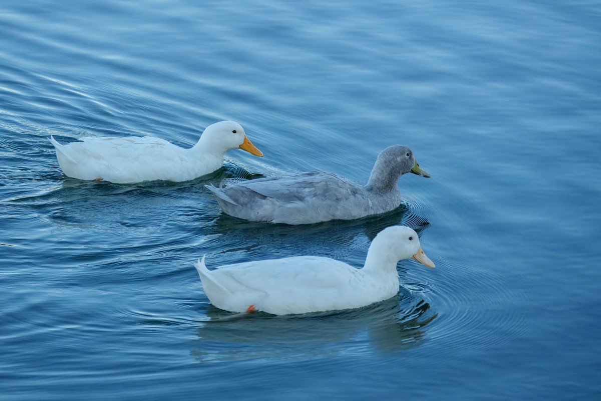 stokkand (domestisert) - ML646337584