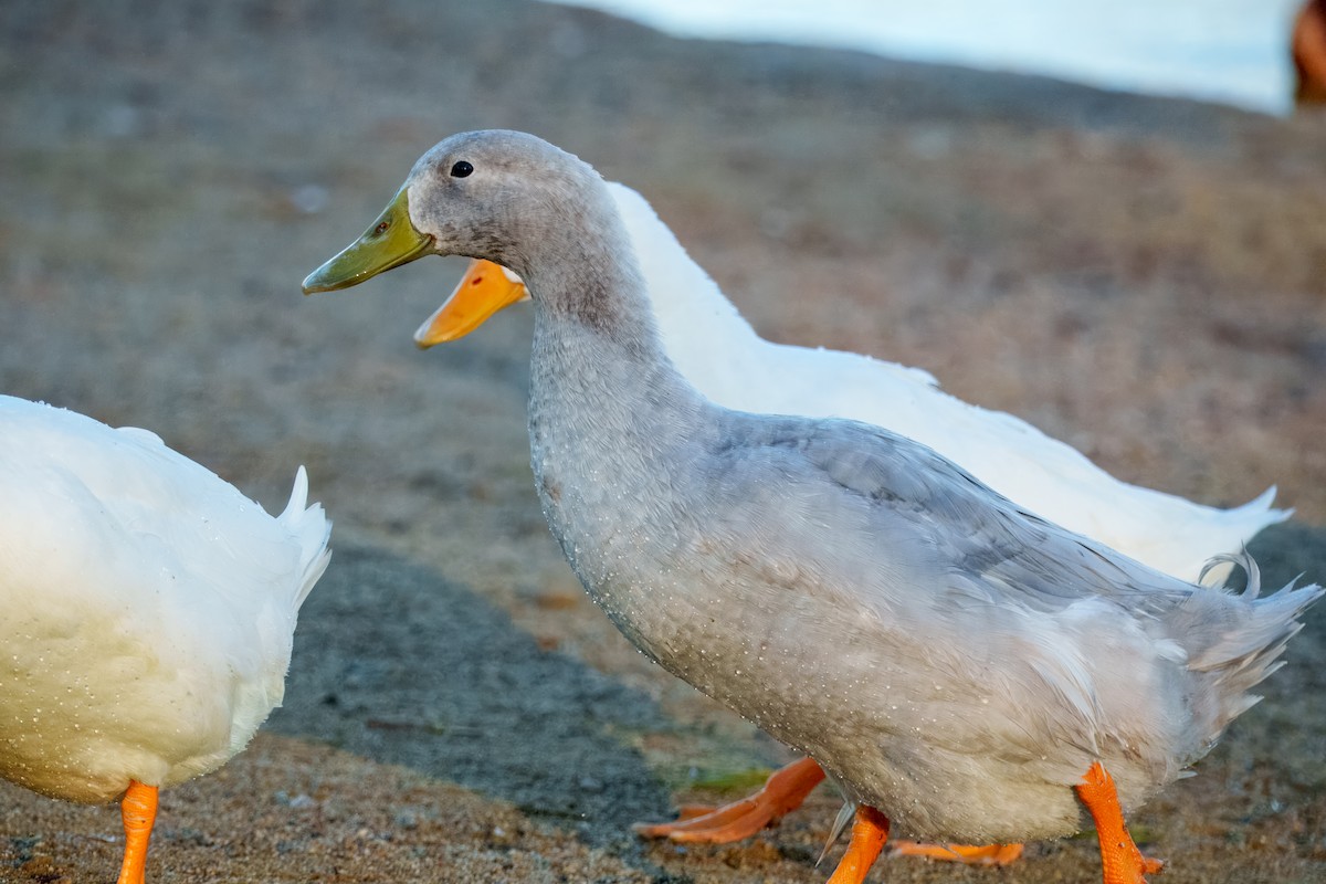 stokkand (domestisert) - ML646337585