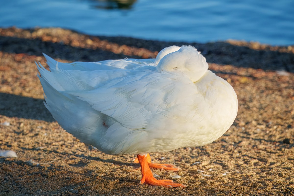 stokkand (domestisert) - ML646337586