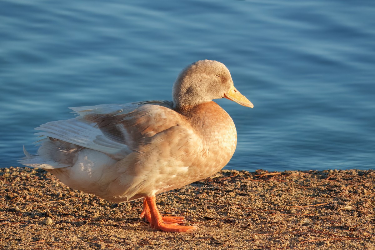 stokkand (domestisert) - ML646337587