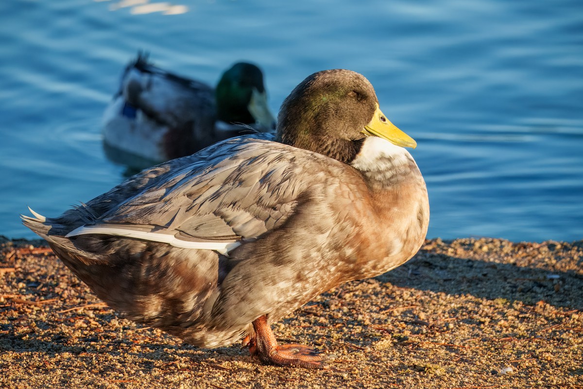 stokkand (domestisert) - ML646337588