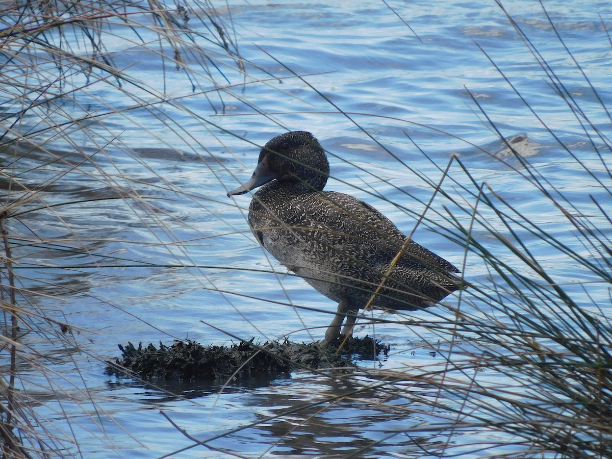 fregneand - ML646337589