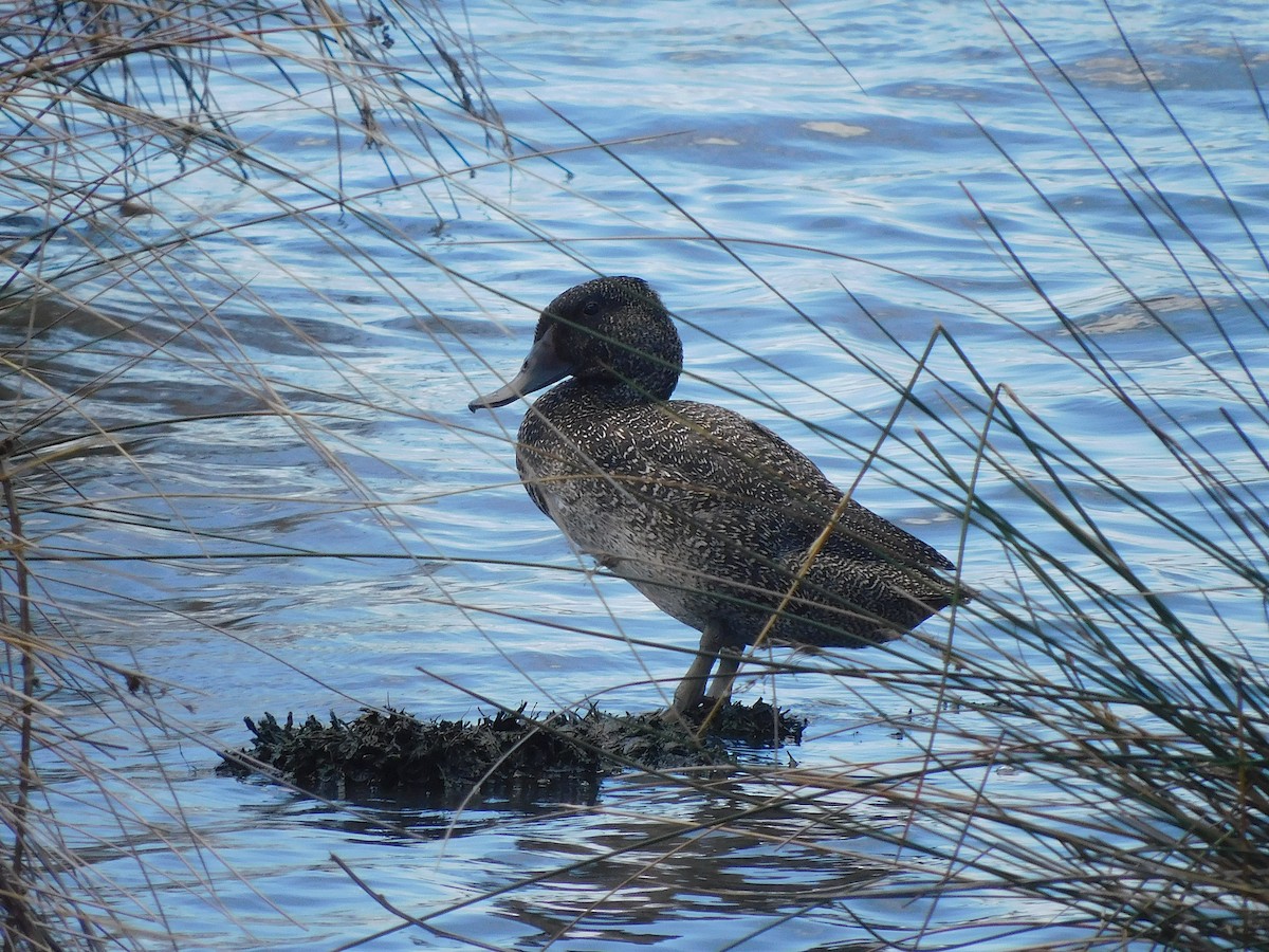 fregneand - ML646337590