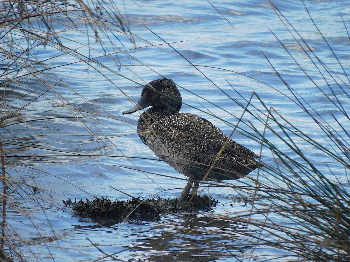 fregneand - ML646337591