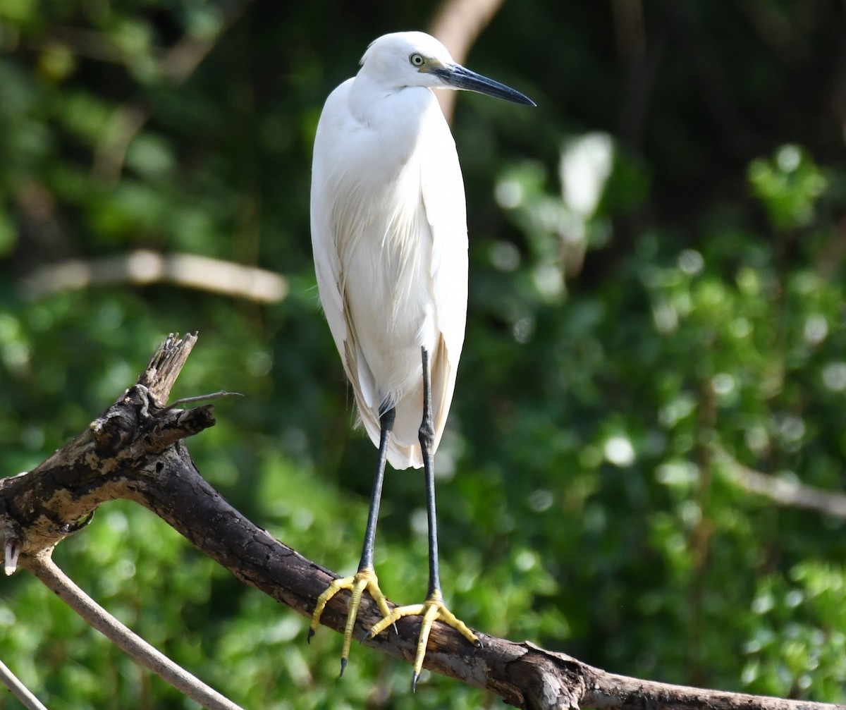 silkehegre - ML646337592