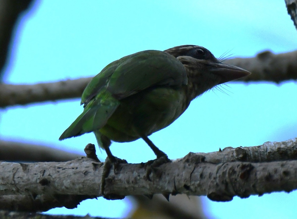 hvitkinnskjeggfugl - ML646337597