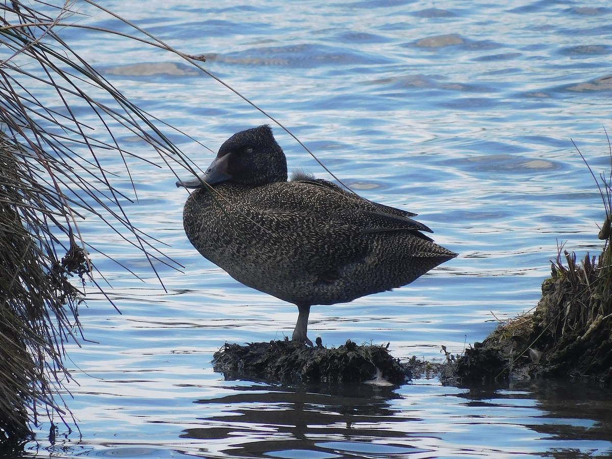 fregneand - ML646337598