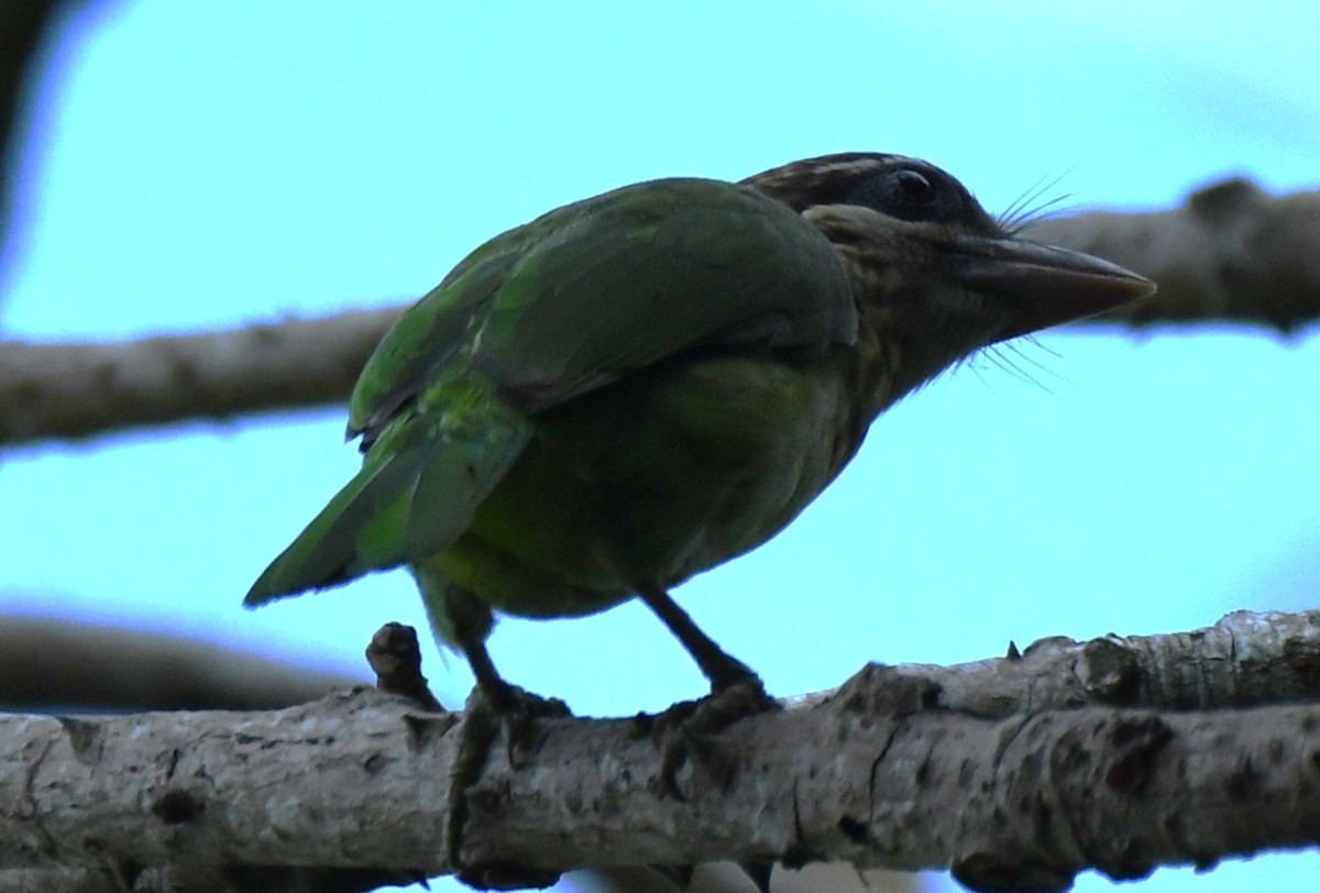 hvitkinnskjeggfugl - ML646337599