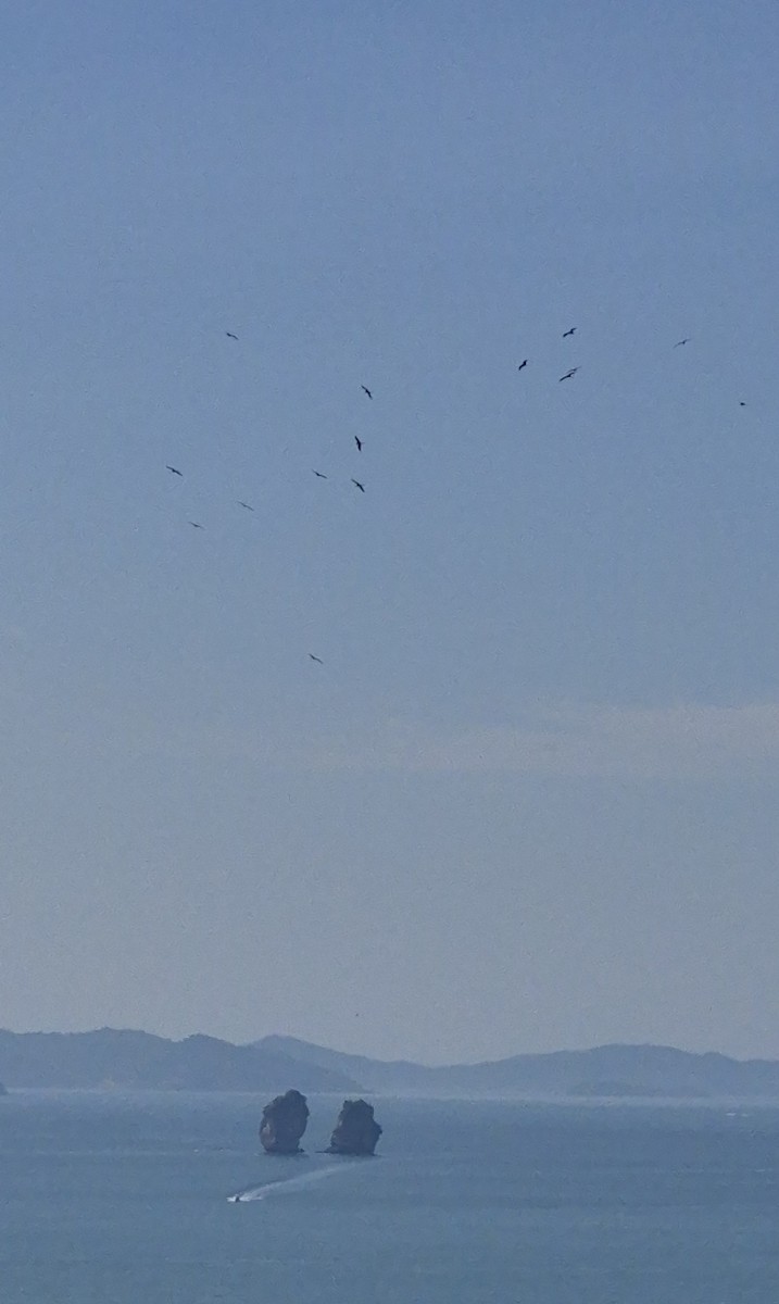 frigatebird sp. - ML646337601