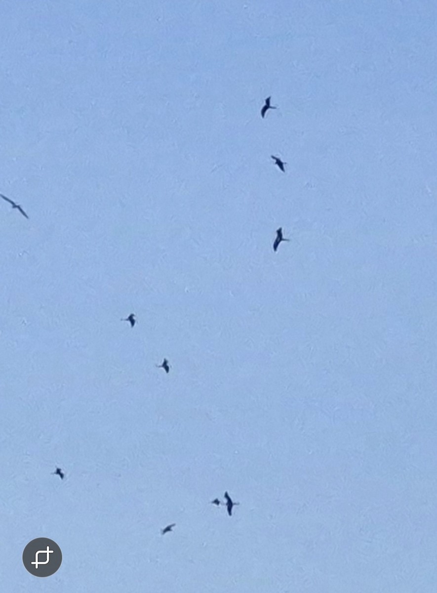 frigatebird sp. - ML646337602