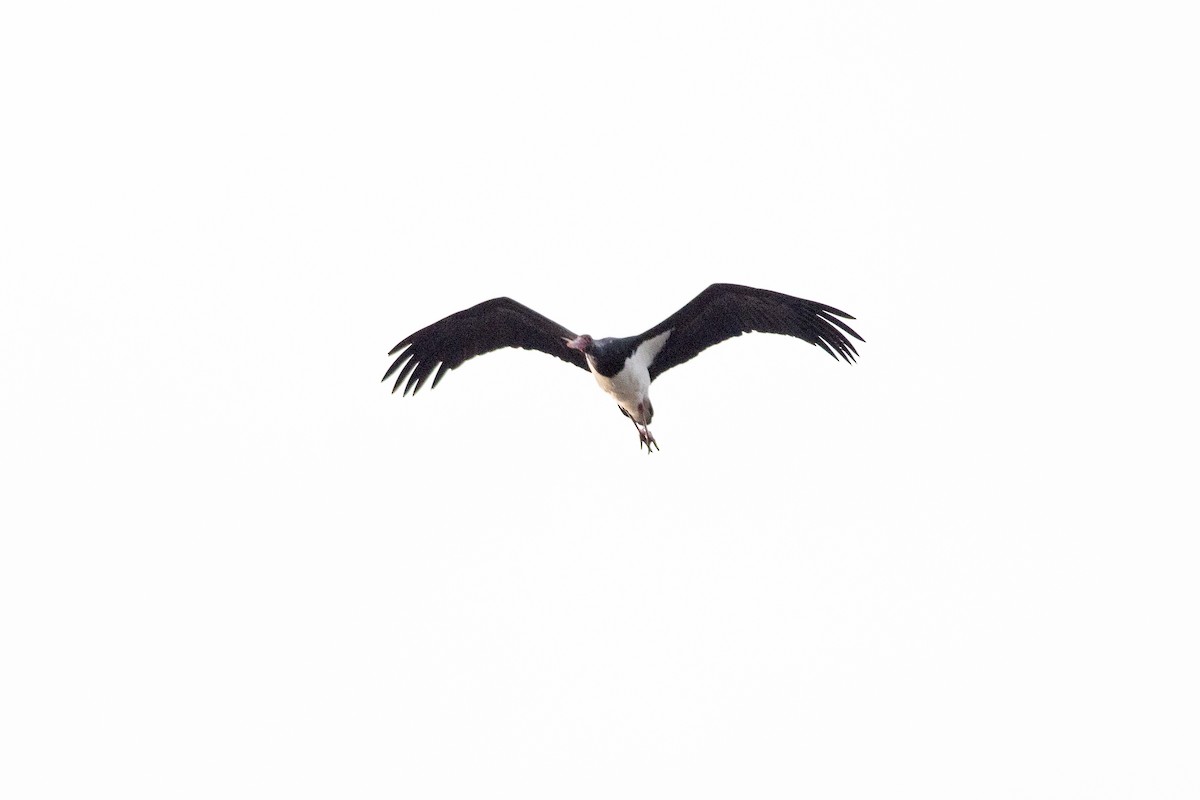 Black Stork - ML646337604