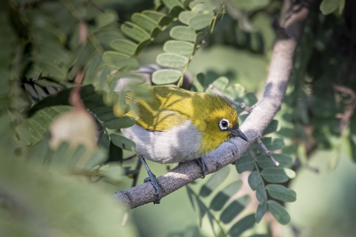 Indian White-eye - ML646337607