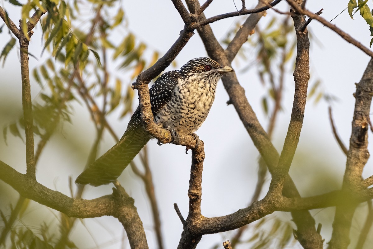 Asian Koel - ML646337608